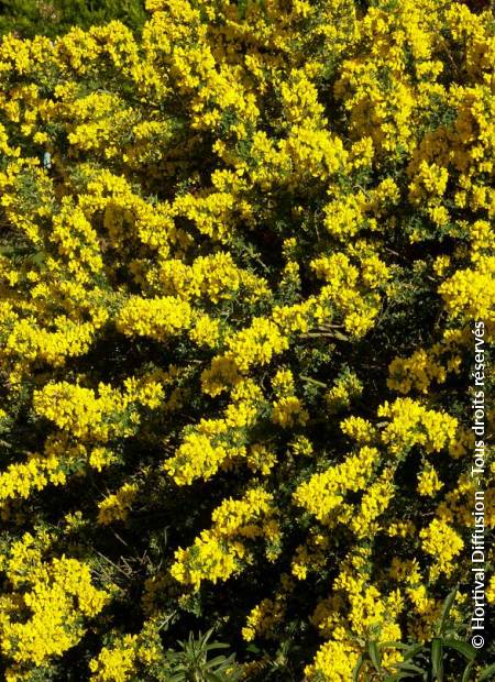 © Hortival Diffusion - Tous droits réservés