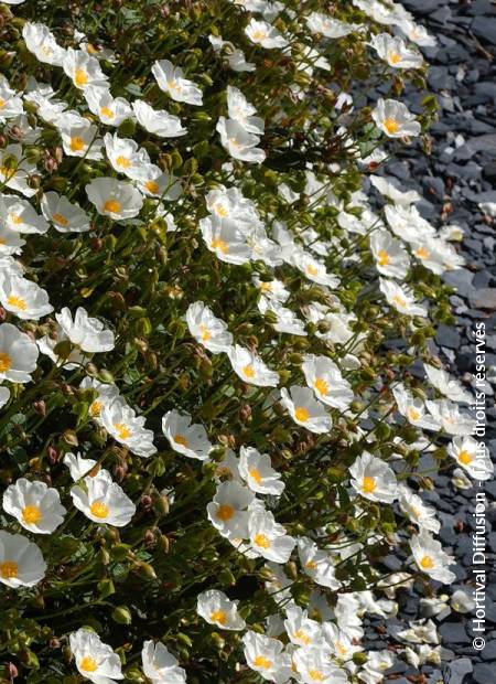 © Hortival Diffusion - Tous droits réservés