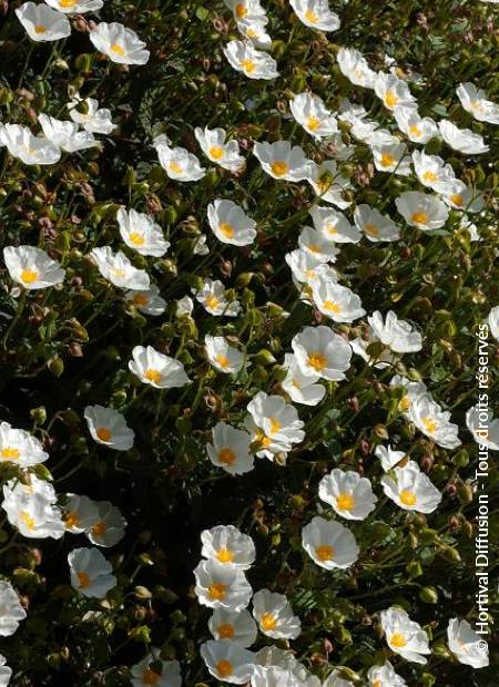 © Hortival Diffusion - Tous droits réservés