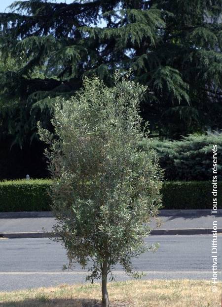 © Hortival Diffusion - Tous droits réservés