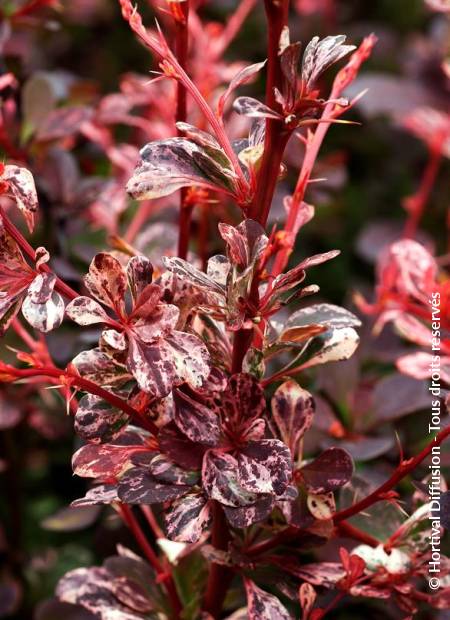 © Hortival Diffusion - Tous droits réservés