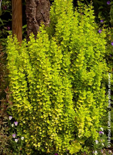 © Hortival Diffusion - Tous droits réservés