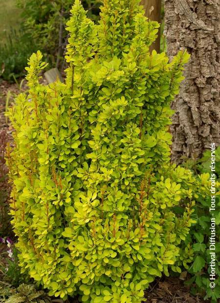 © Hortival Diffusion - Tous droits réservés