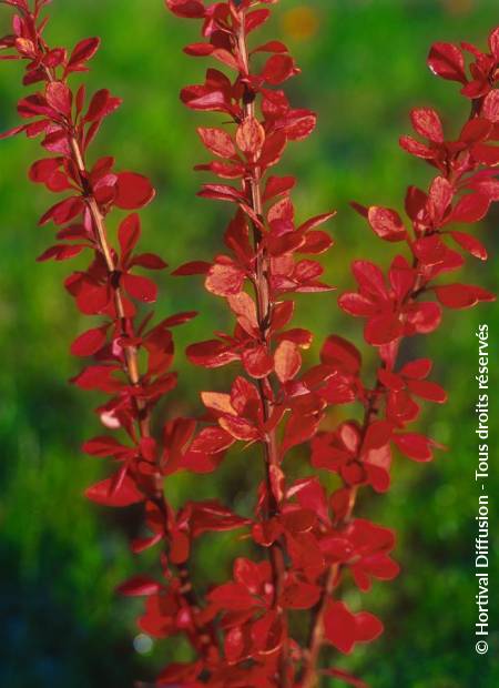 © Hortival Diffusion - Tous droits réservés