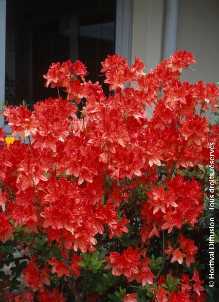 © Hortival Diffusion - Tous droits réservés