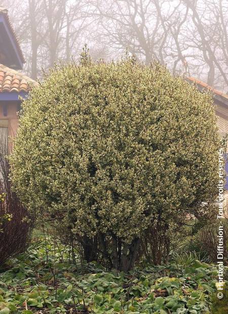 © Hortival Diffusion - Tous droits réservés