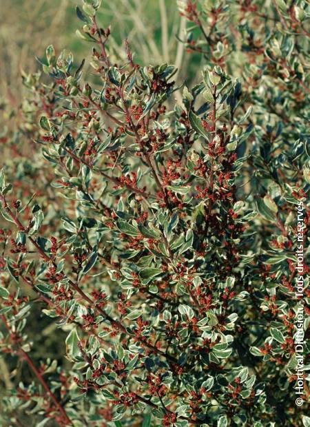 © Hortival Diffusion - Tous droits réservés