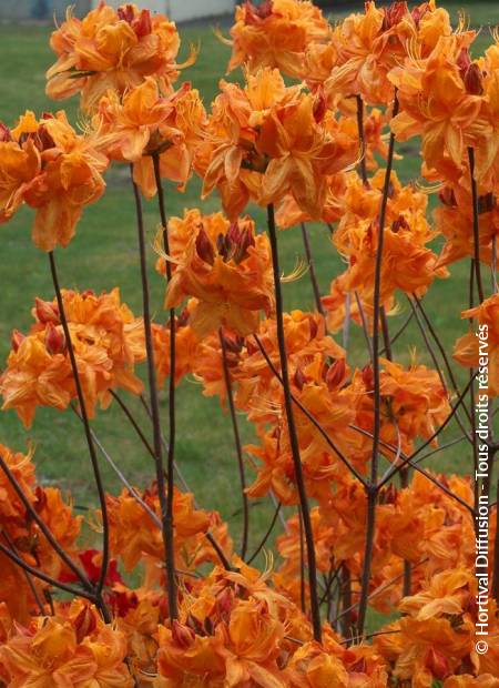 © Hortival Diffusion - Tous droits réservés