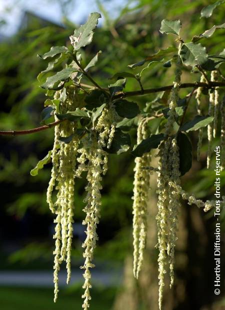 © Hortival Diffusion - Tous droits réservés