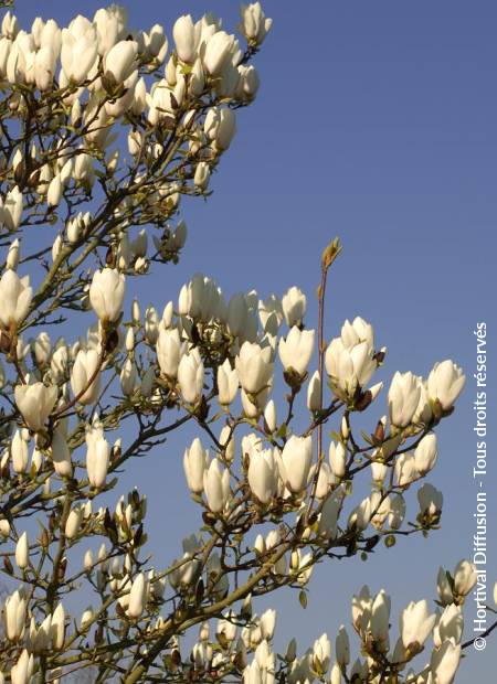 © Hortival Diffusion - Tous droits réservés