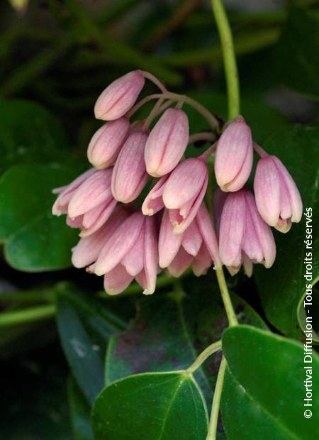 © Hortival Diffusion - Tous droits réservés