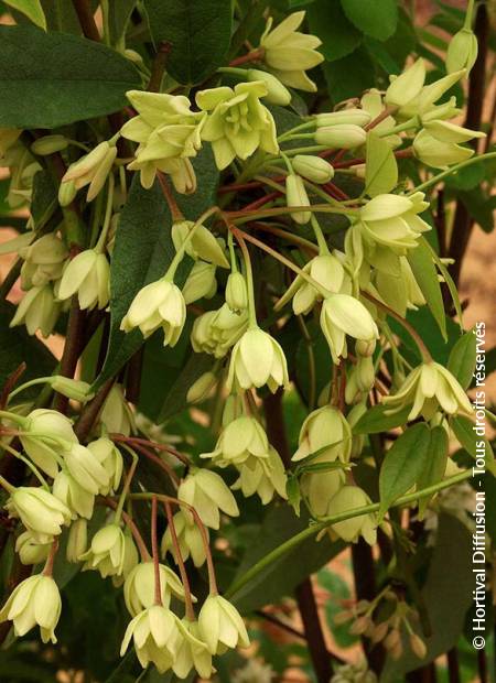 © Hortival Diffusion - Tous droits réservés