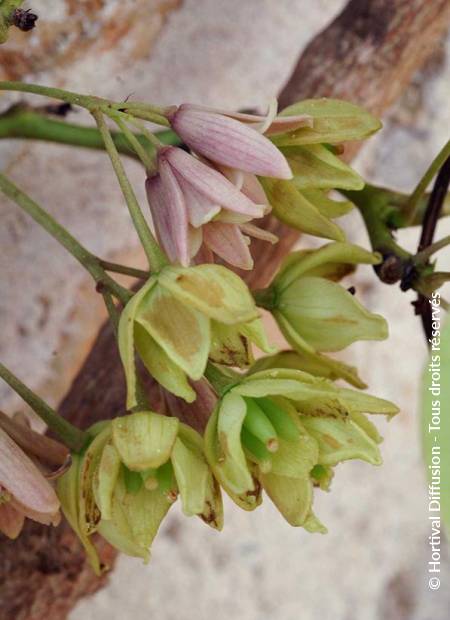 © Hortival Diffusion - Tous droits réservés