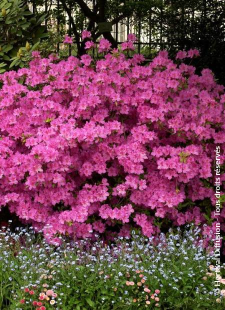 © Hortival Diffusion - Tous droits réservés