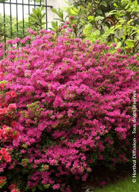 © Hortival Diffusion - Tous droits réservés