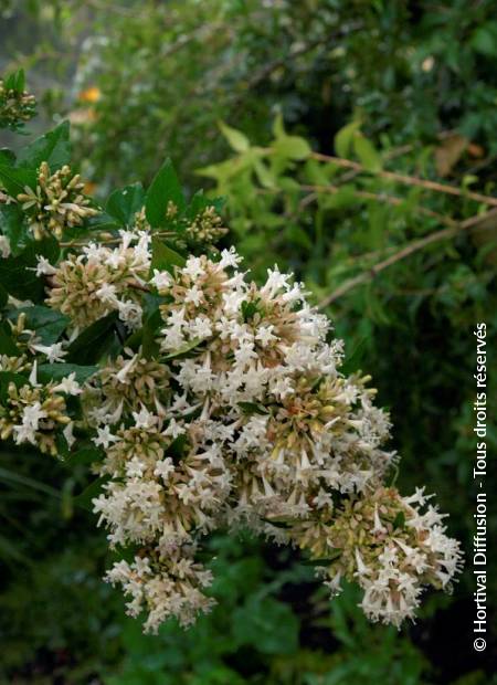 © Hortival Diffusion - Tous droits réservés