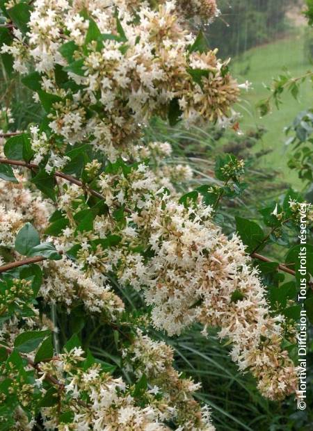 © Hortival Diffusion - Tous droits réservés