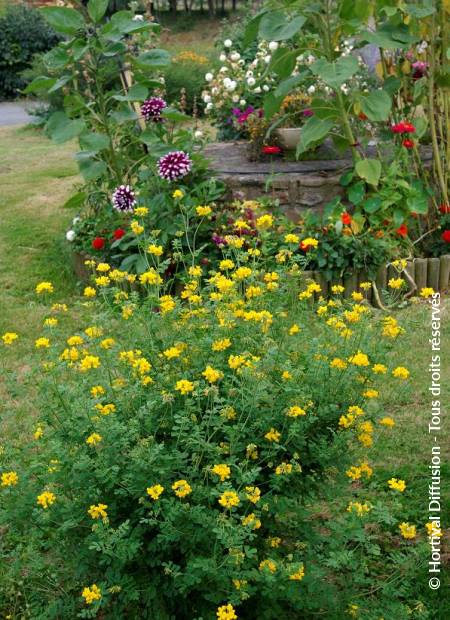 © Hortival Diffusion - Tous droits réservés