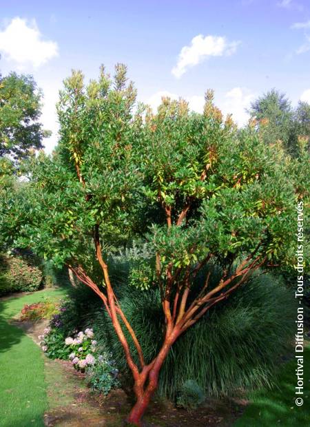 © Hortival Diffusion - Tous droits réservés