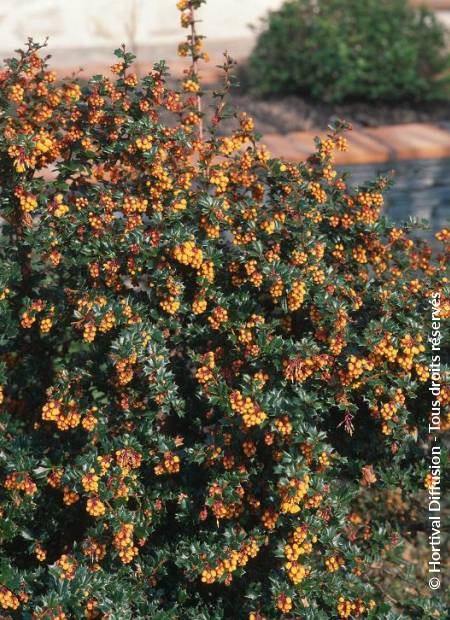 © Hortival Diffusion - Tous droits réservés