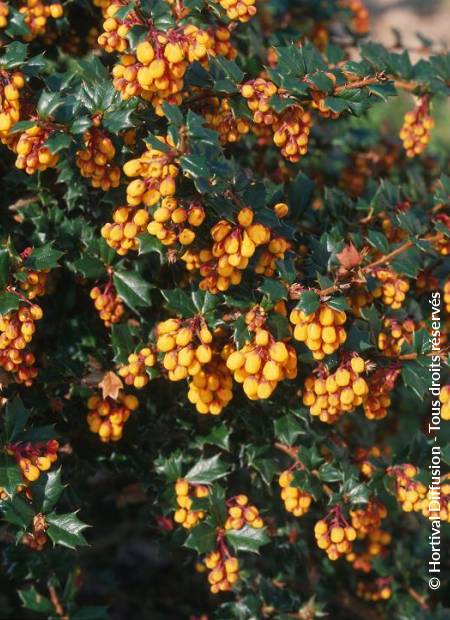 © Hortival Diffusion - Tous droits réservés