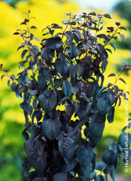 © Hortival Diffusion - Tous droits réservés