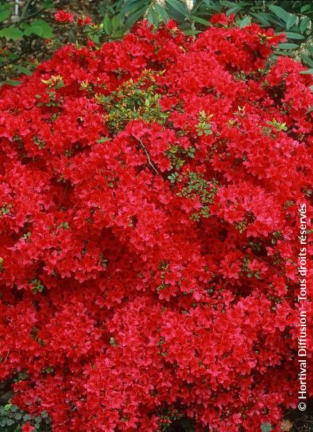 © Hortival Diffusion - Tous droits réservés