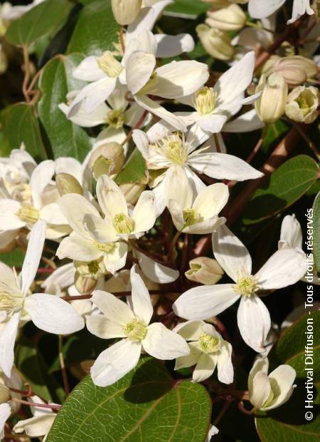 © Hortival Diffusion - Tous droits réservés