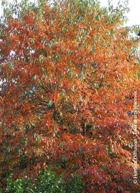 © Hortival Diffusion - Tous droits réservés