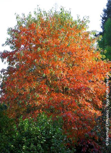 © Hortival Diffusion - Tous droits réservés