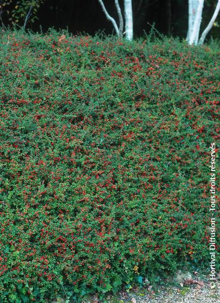 © Hortival Diffusion - Tous droits réservés