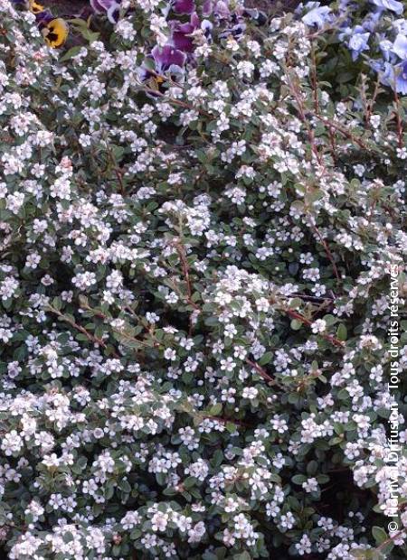 © Hortival Diffusion - Tous droits réservés