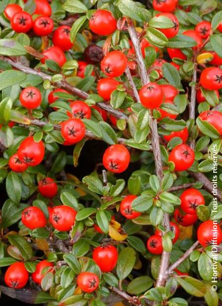 © Hortival Diffusion - Tous droits réservés