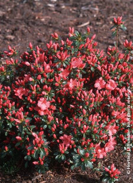 © Hortival Diffusion - Tous droits réservés