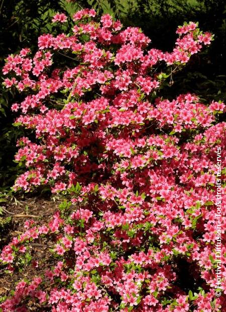 © Hortival Diffusion - Tous droits réservés