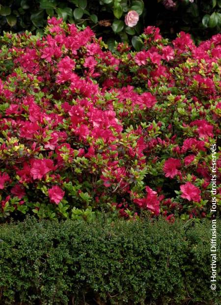 © Hortival Diffusion - Tous droits réservés