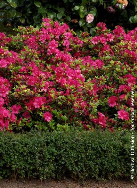 © Hortival Diffusion - Tous droits réservés