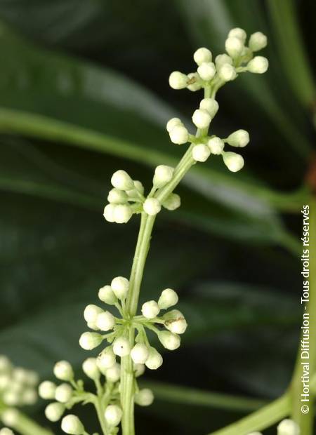 © Hortival Diffusion - Tous droits réservés