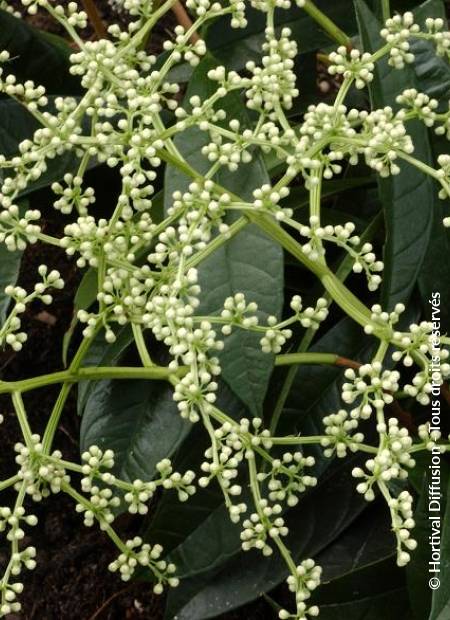 © Hortival Diffusion - Tous droits réservés