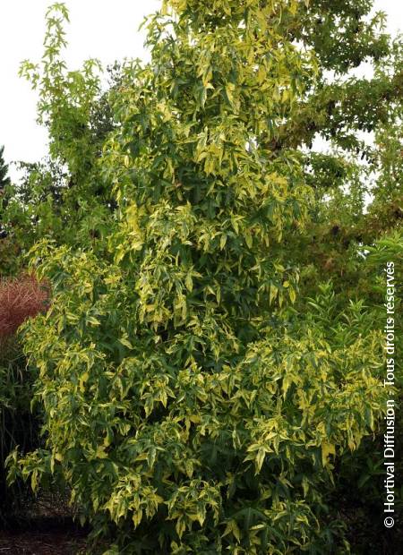 © Hortival Diffusion - Tous droits réservés