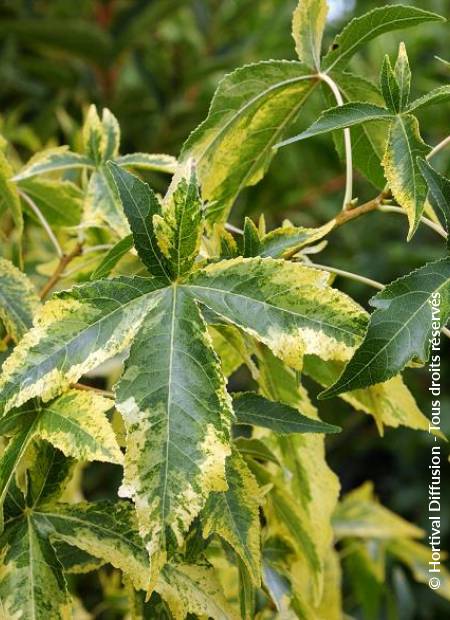 © Hortival Diffusion - Tous droits réservés