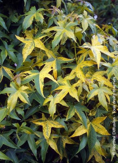 © Hortival Diffusion - Tous droits réservés