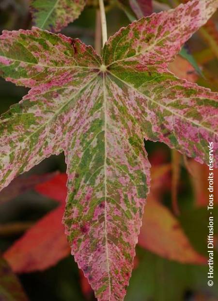 © Hortival Diffusion - Tous droits réservés