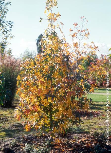 © Hortival Diffusion - Tous droits réservés