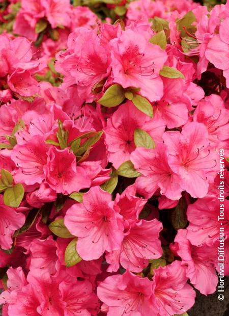 © Hortival Diffusion - Tous droits réservés