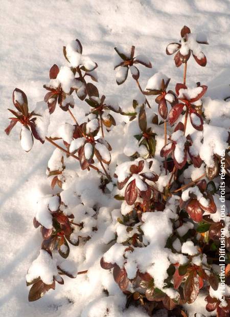 © Hortival Diffusion - Tous droits réservés