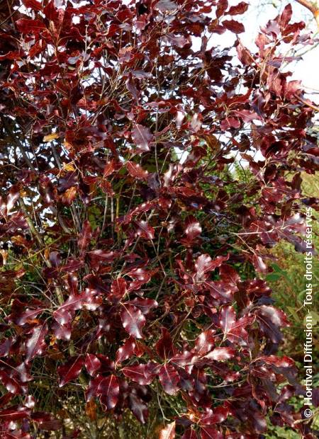 © Hortival Diffusion - Tous droits réservés