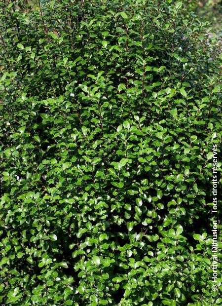 © Hortival Diffusion - Tous droits réservés