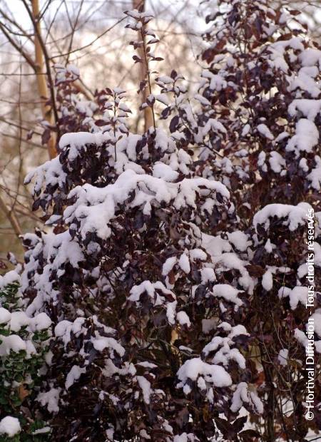 © Hortival Diffusion - Tous droits réservés