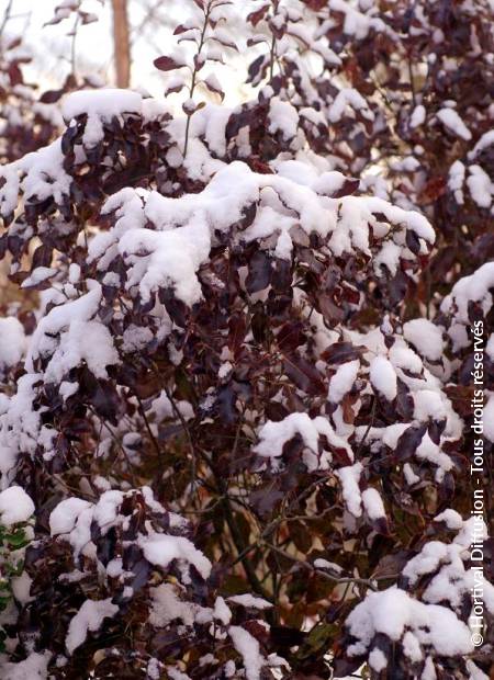 © Hortival Diffusion - Tous droits réservés